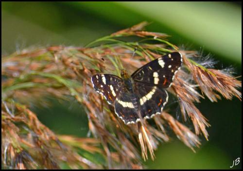 Réf. 192 071 : Araschnia levana